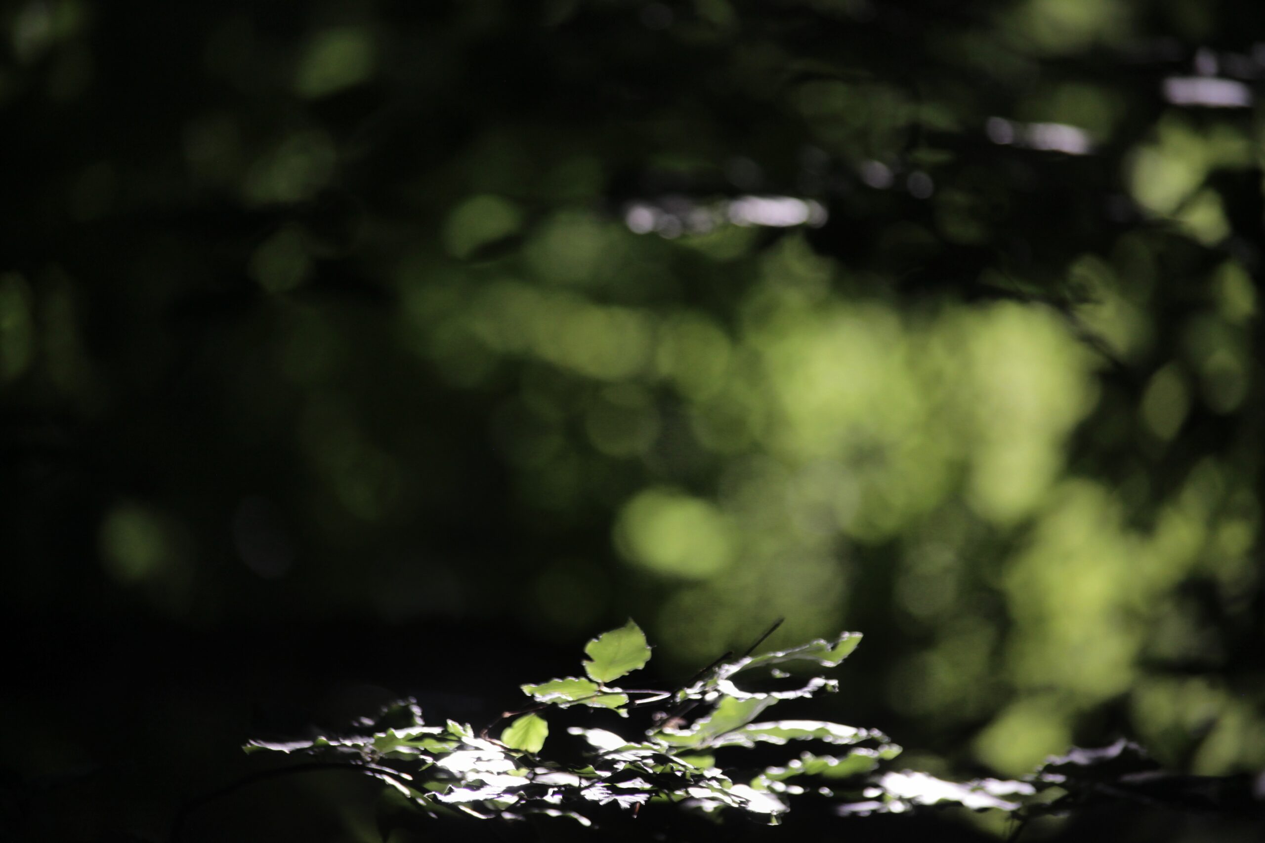 IMG_5875_edited